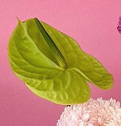 Anthurium flower to match colour scheme